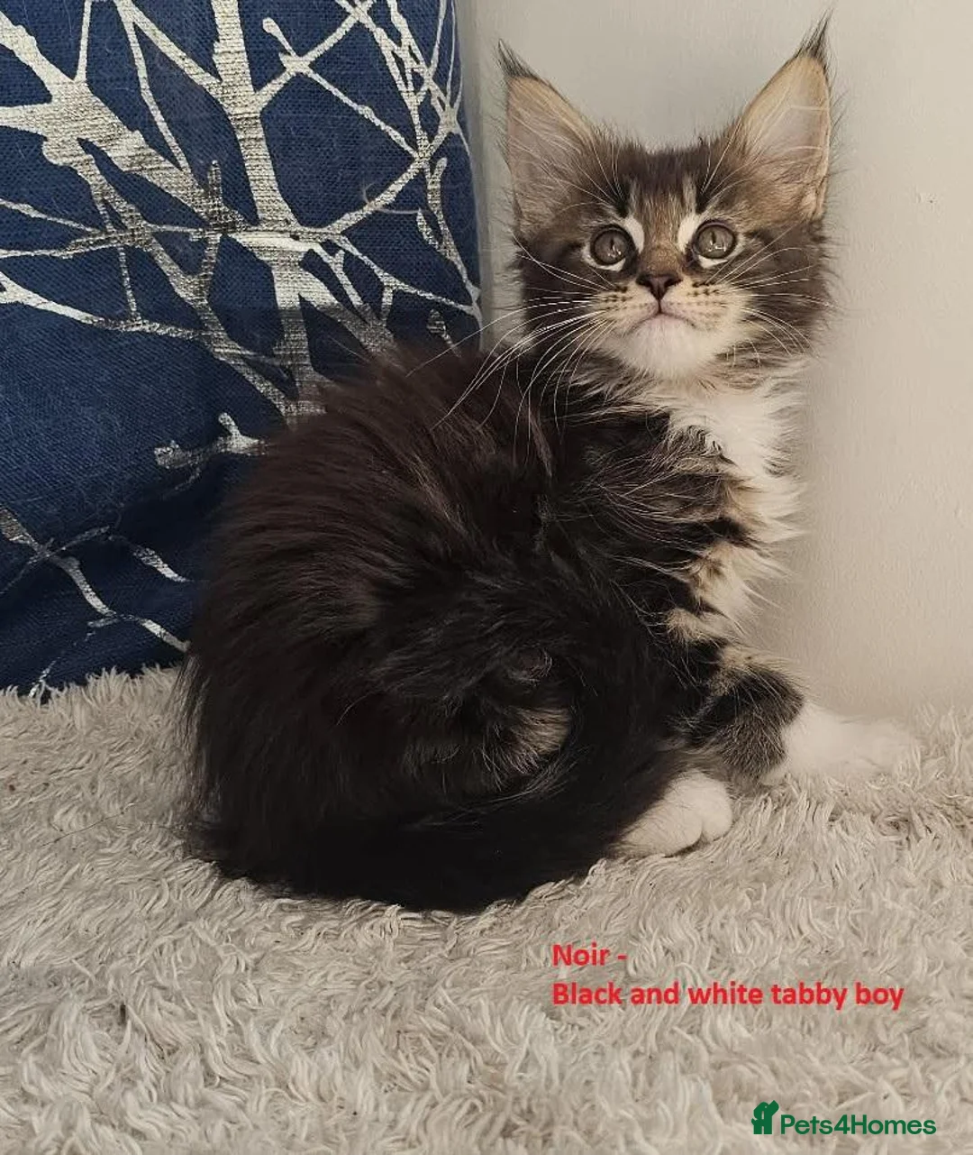 Maine Coon cats for sale: GCCF Maine Coon kittens - registered breeder - Advert 9