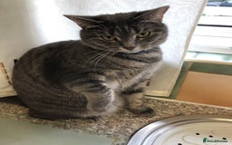 Domestic Shorthair cats for sale: Tabby Cat -FREE TO GOOD HOME - Image 2