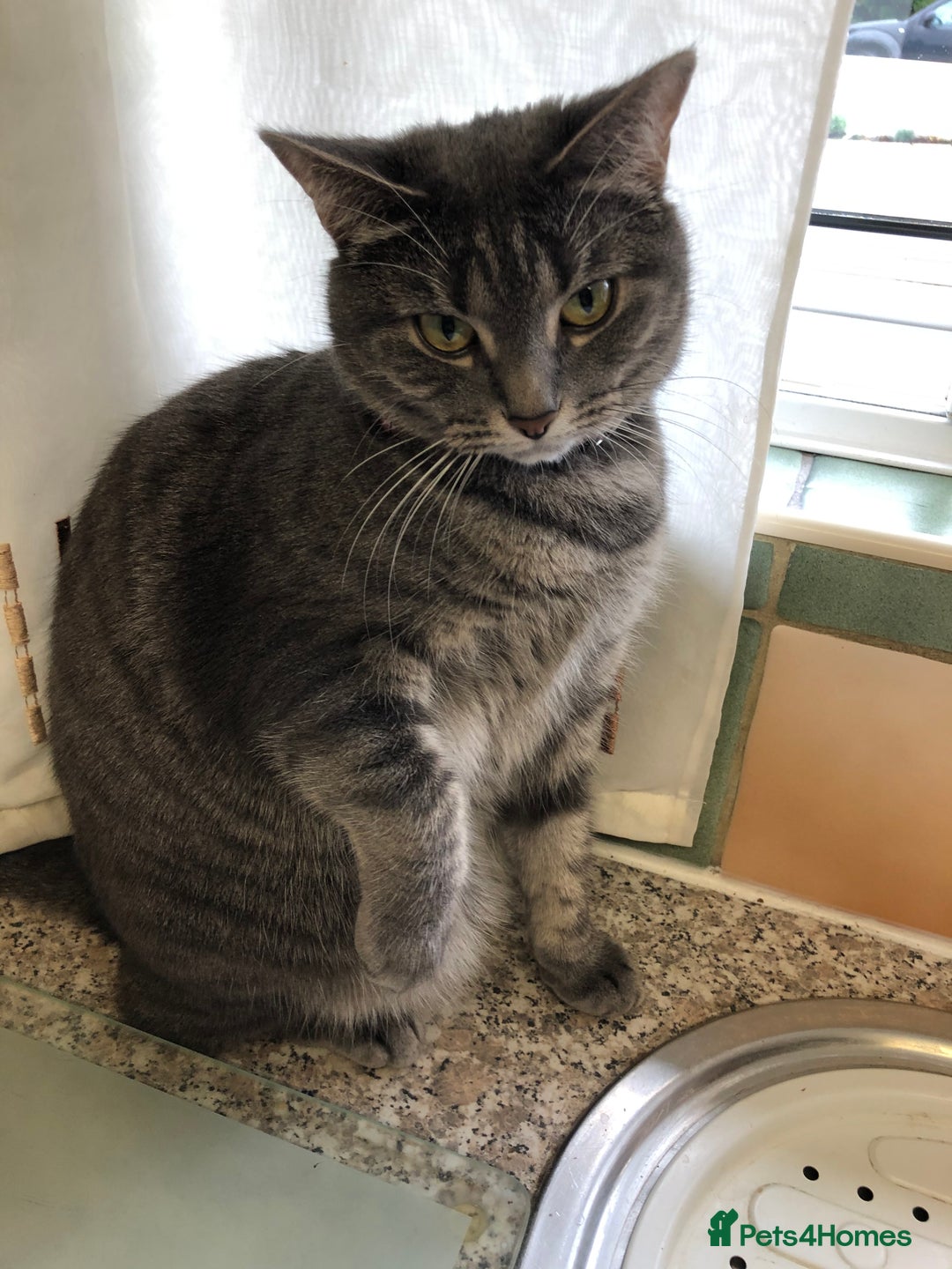 Domestic Shorthair cats for sale: Tabby Cat -FREE TO GOOD HOME - Image 2