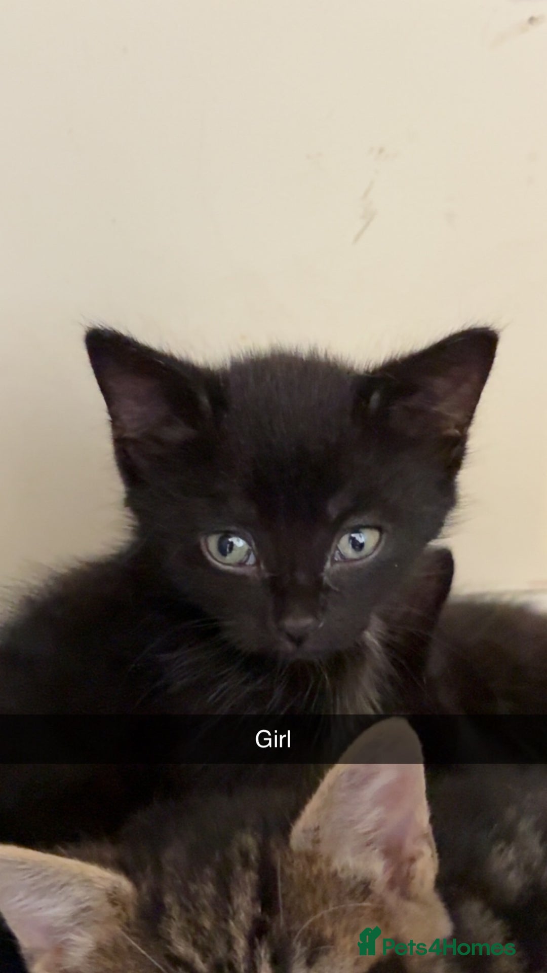 British Shorthair cats for sale: 5 beautiful kittens  - Image 5