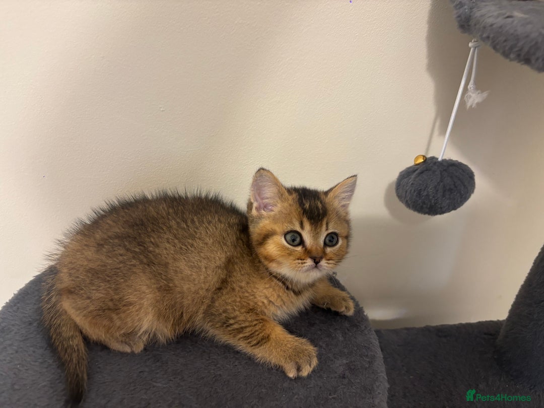 Brazilian Shorthair cats for sale: Last 2 gold tabby left ****READY TO GO ***** - Image 19