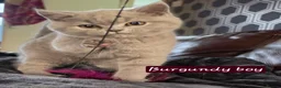 Scottish Fold cats for sale: Only 1 burgundy  boy left - Advert 11