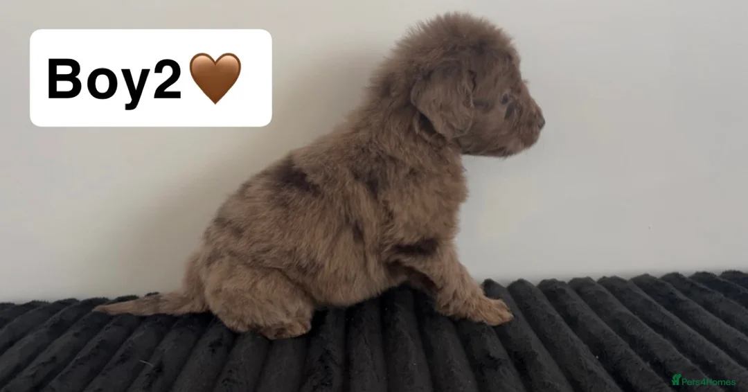 Cockapoo dogs for sale: Cockapoo puppies  - Advert 11