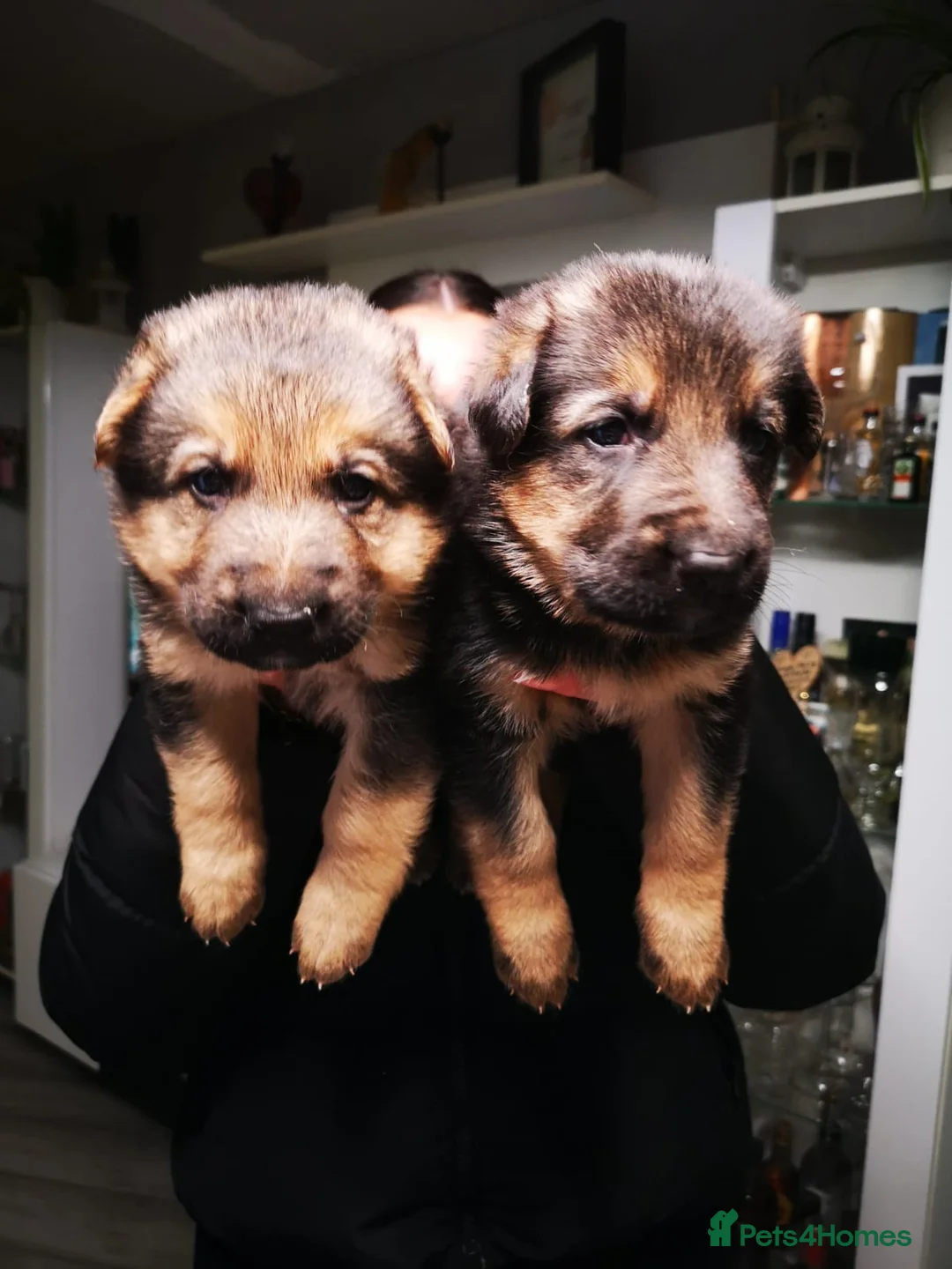 German Shepherd dogs for sale: German shepherd puppies - Advert 17