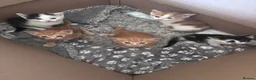 Mixed Breed cats for sale: 4 kittens for sale - Advert 2