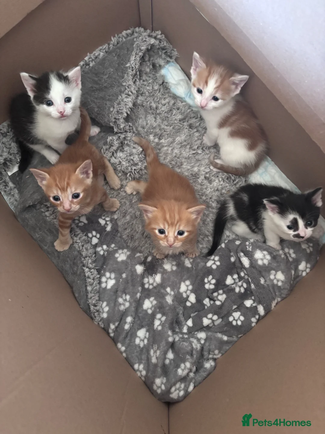 Mixed Breed cats for sale: 4 kittens for sale - Advert 2