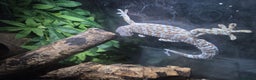 Gecko reptiles for sale: Tokay gecko for sale  - Advert 4