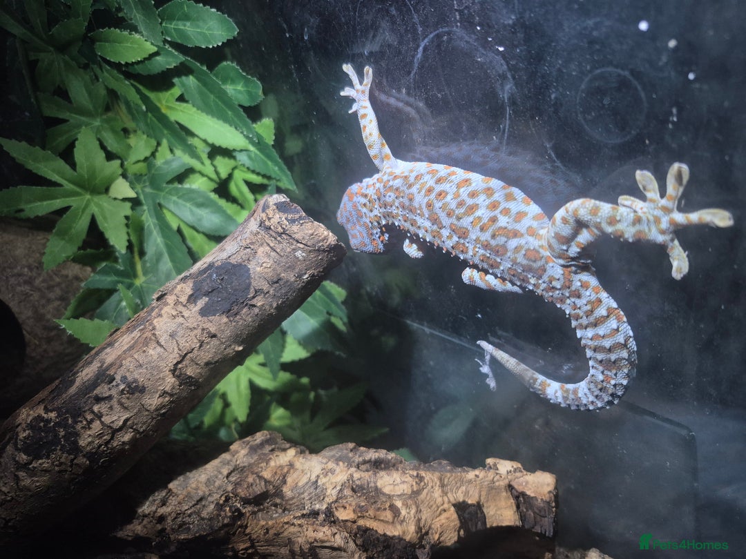 Gecko reptiles for sale: Tokay gecko for sale  - Advert 4