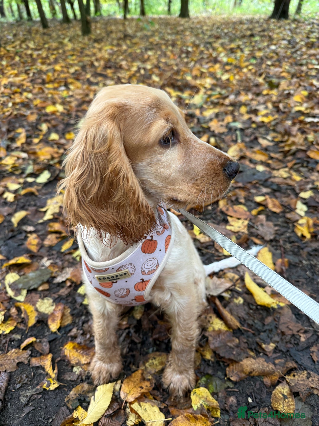 Cocker Spaniel dogs for sale: Honey 🧡 - Advert 7