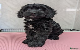 Cockapoo dogs for sale: Ready now, gorgeous health tested F1 cockapoos - Image 4