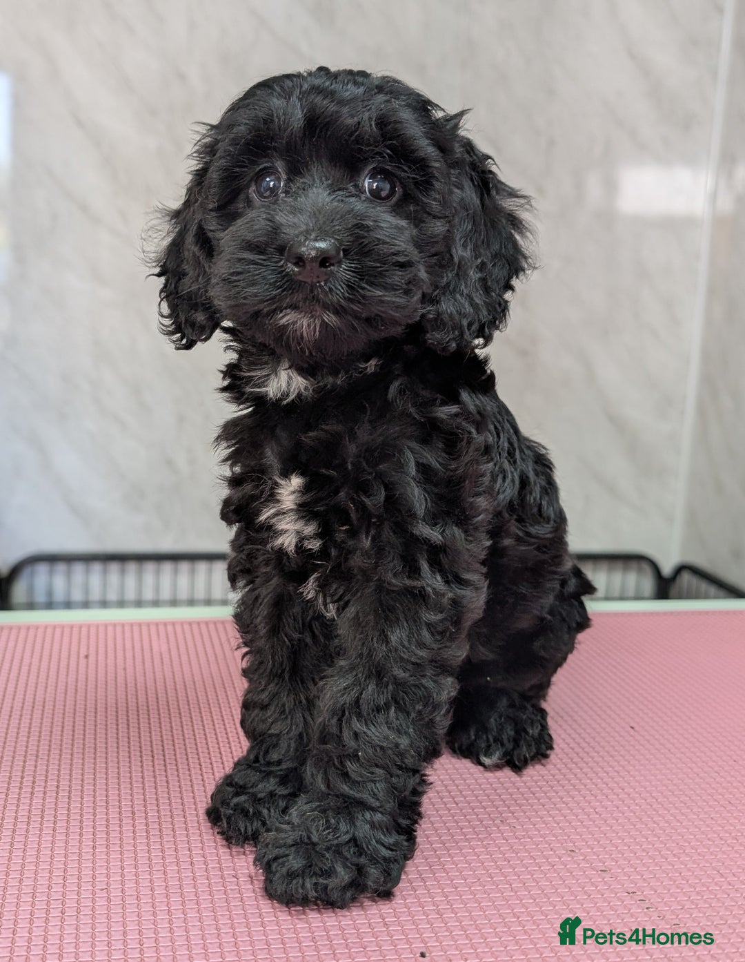 Cockapoo dogs for sale: Ready now, gorgeous health tested F1 cockapoos - Image 4