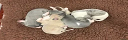 Whippet dogs for sale: Exceptional bred whippets for sale  in Stafford - Advert 5