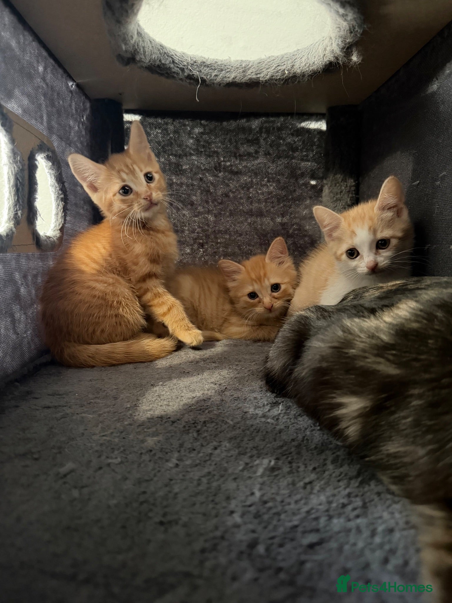 British Shorthair cats 3 beautiful little kittens🐾 - Advert 1