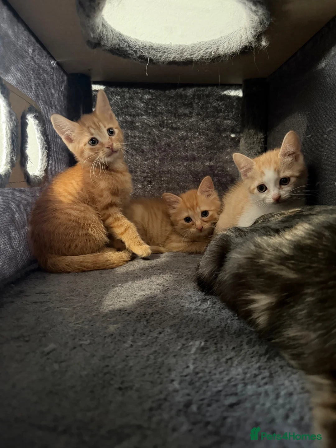 British Shorthair cats for sale: 3 beautiful little kittens🐾 - Advert 1