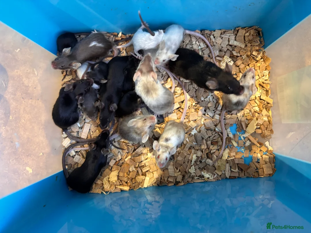 Mouse rodents for sale: Fancy mice regular litters - Advert 1