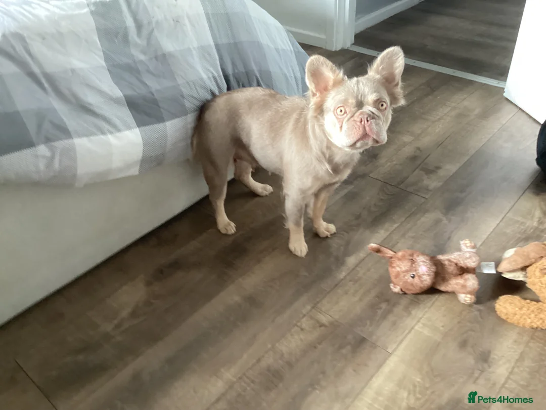 French Bulldog dogs for sale: French bulldogs for sale  in Bristol - Advert 1