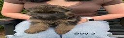 German Shepherd dogs for sale: STUNNING LONG HAIRED KC GERMAN SHEPHERD PUPPIES in Coalville - Advert 6