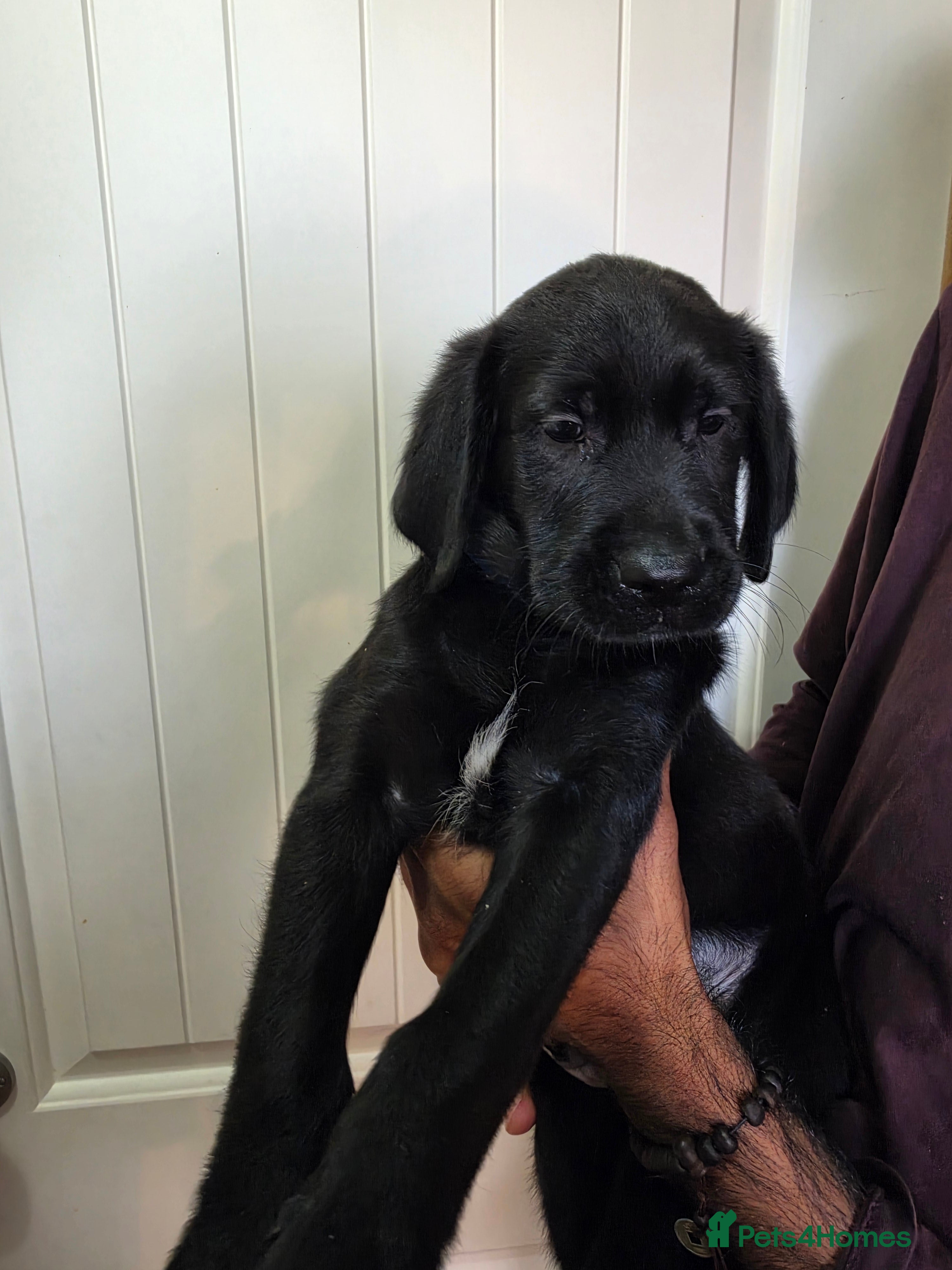 Labrador Retriever dogs 🖤 READY TO LEAVE Exceptional Labrador Puppies 🐾 - Advert 1
