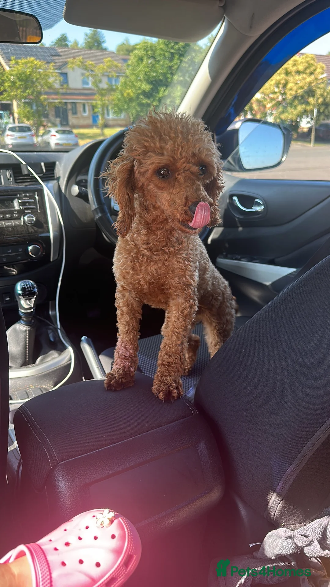 Toy Poodle dogs for sale: Toy poodle half Asian  in Broxburn - Advert 2