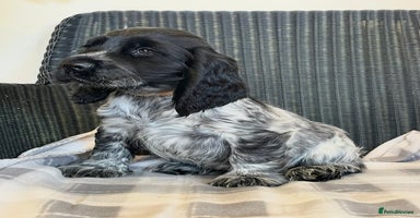 Cocker Spaniel dogs - Advert 1