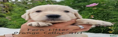 Orange Collar