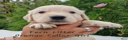 Golden Retriever dogs for sale: Quality Golden Retriever Puppies - Advert 9