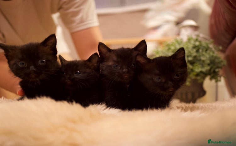 Mixed Breed cats - Advert 2