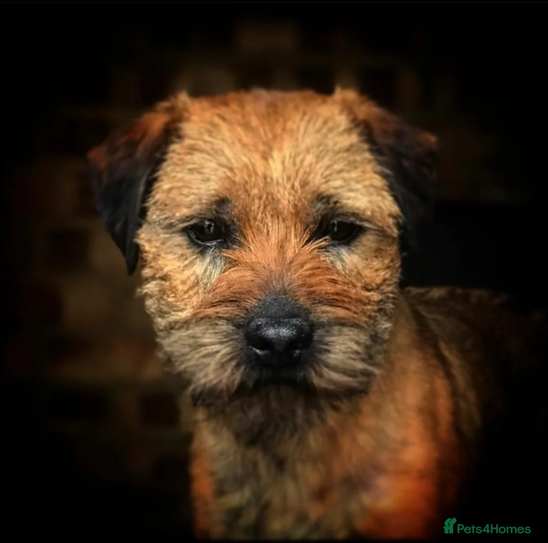 Border Terrier dogs for stud: SLEM CLEAR BORDER TERRIER in London - Advert 2