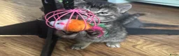 Mixed Breed cats for sale: Russian blue mix kittens  - Advert 23