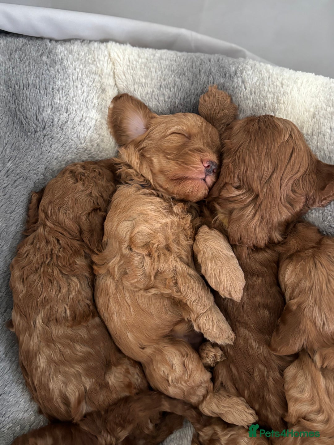 Cockapoo dogs for sale: Red Cockapoo puppies - Advert 4