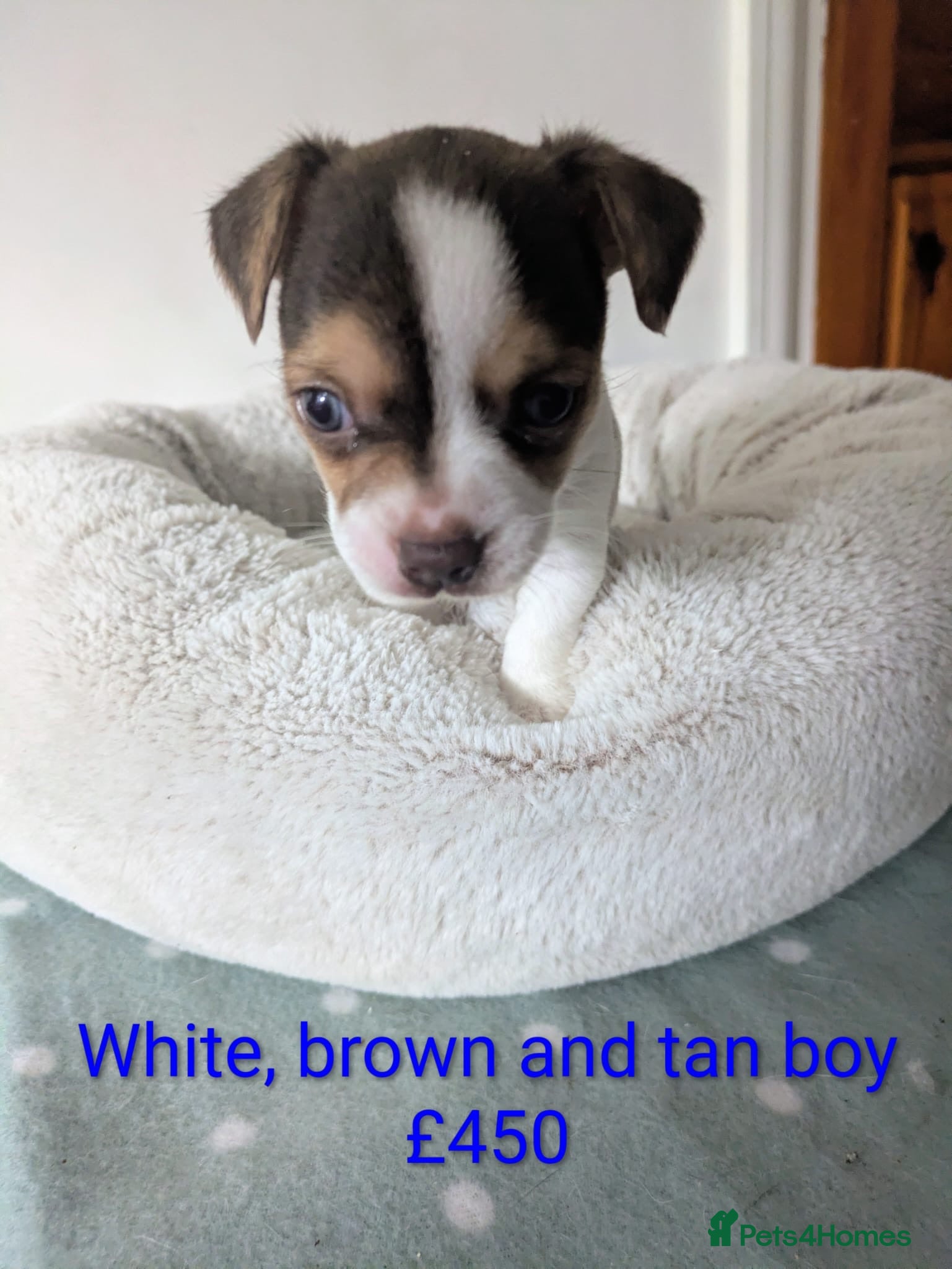 Jack Chi dogs Jack chi - Advert 2