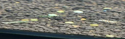 Shrimps fish for sale: Caridina mixed culls - Advert 3