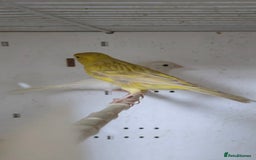 Canaries birds for sale: Canaries  - Image 6