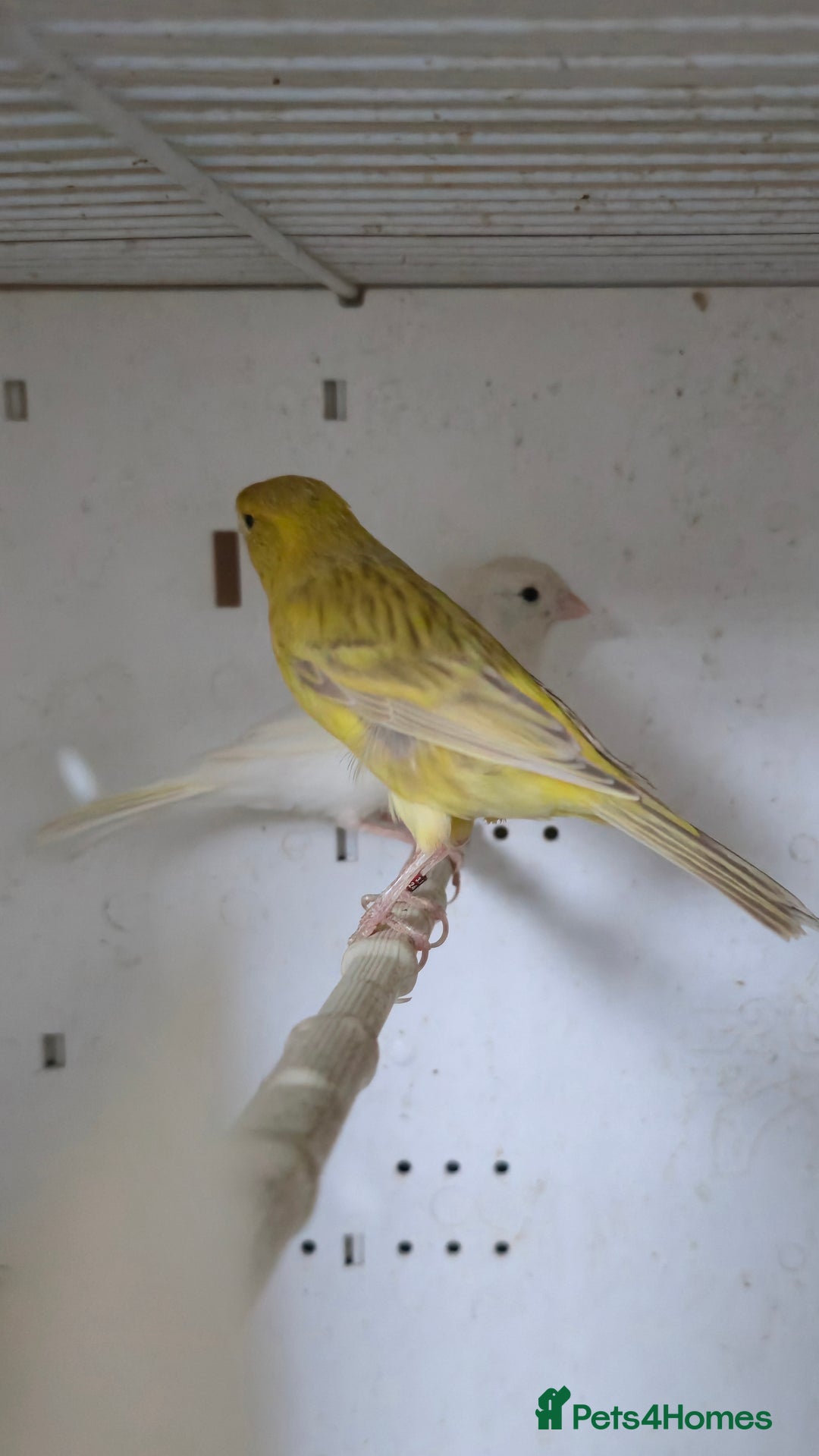 Canaries birds for sale: Canaries  - Image 6
