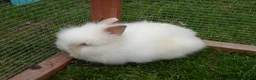 Lionhead rabbits for sale: BEAUTIFUL BABY DOUBLE MANE LIONHEAD RABBIT MALE in Southampton - Advert 6