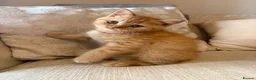 British Shorthair cats for sale: Red Female BSH GCCF reg from Champion Lines - Advert 5