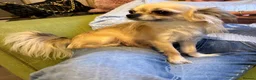 Chihuahua dogs for sale: Long coat chihuahuas  - Advert 3