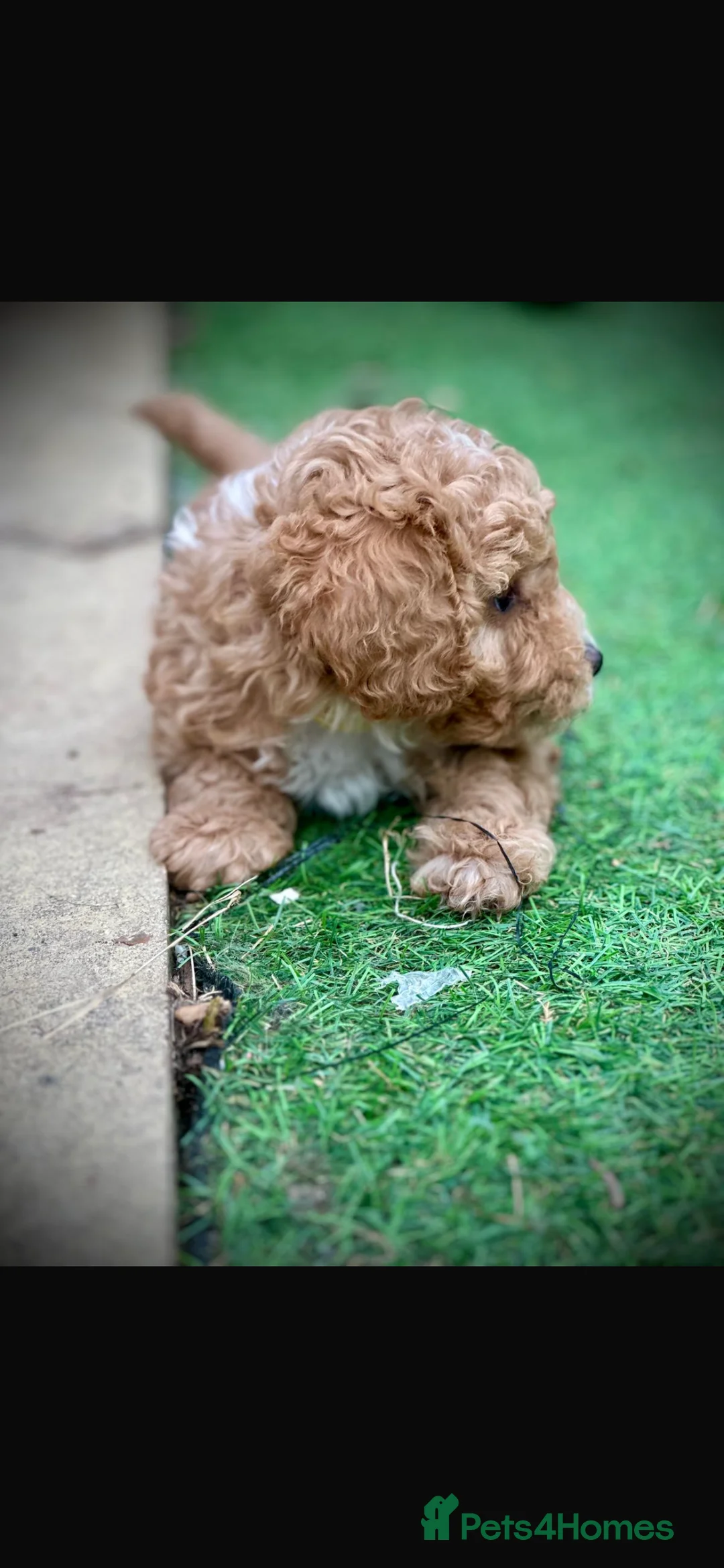 Cavapoo dogs for sale: Puppies DUE in Petersfield - Advert 18