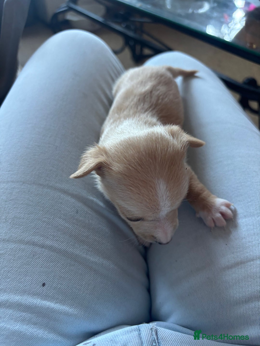 Jack Russell dogs for sale: Jack Russell puppies for sale - Image 3