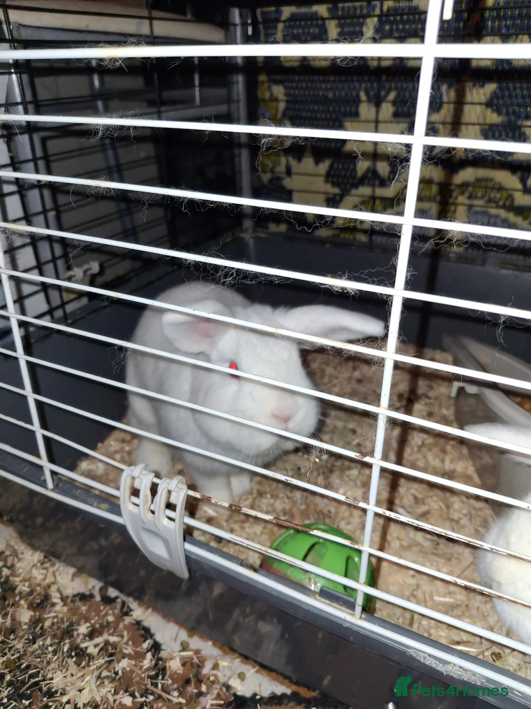 Mixed Breed rabbits for sale: Rabbits for sale - Advert 3