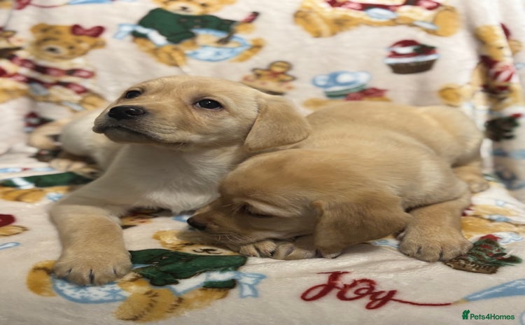 Labrador Retriever dogs Chunky Labrador Puppys Ready Now!! - Advert 1