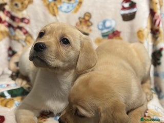 Labrador Retriever dogs Chunky Labrador Puppys Ready Now!! - Advert 1