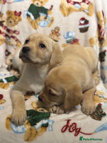 Labrador Retriever dogs Chunky Labrador Puppys Ready Now!! - Advert 1
