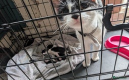 Mixed Breed cats for sale: 2 year old cat (female) - Image 3