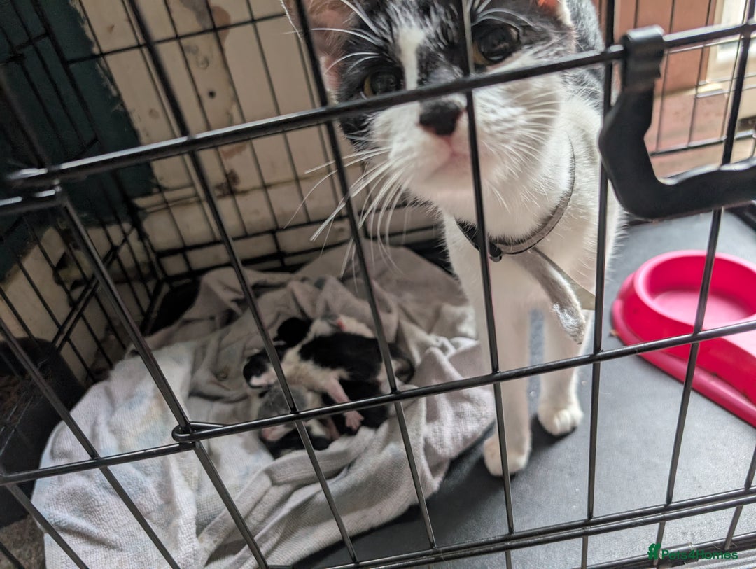 Mixed Breed cats for sale: 2 year old cat (female) - Image 3