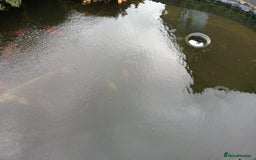 Koi Carp fish for sale: Koi carp and couple of goldfish job lot. - Image 5