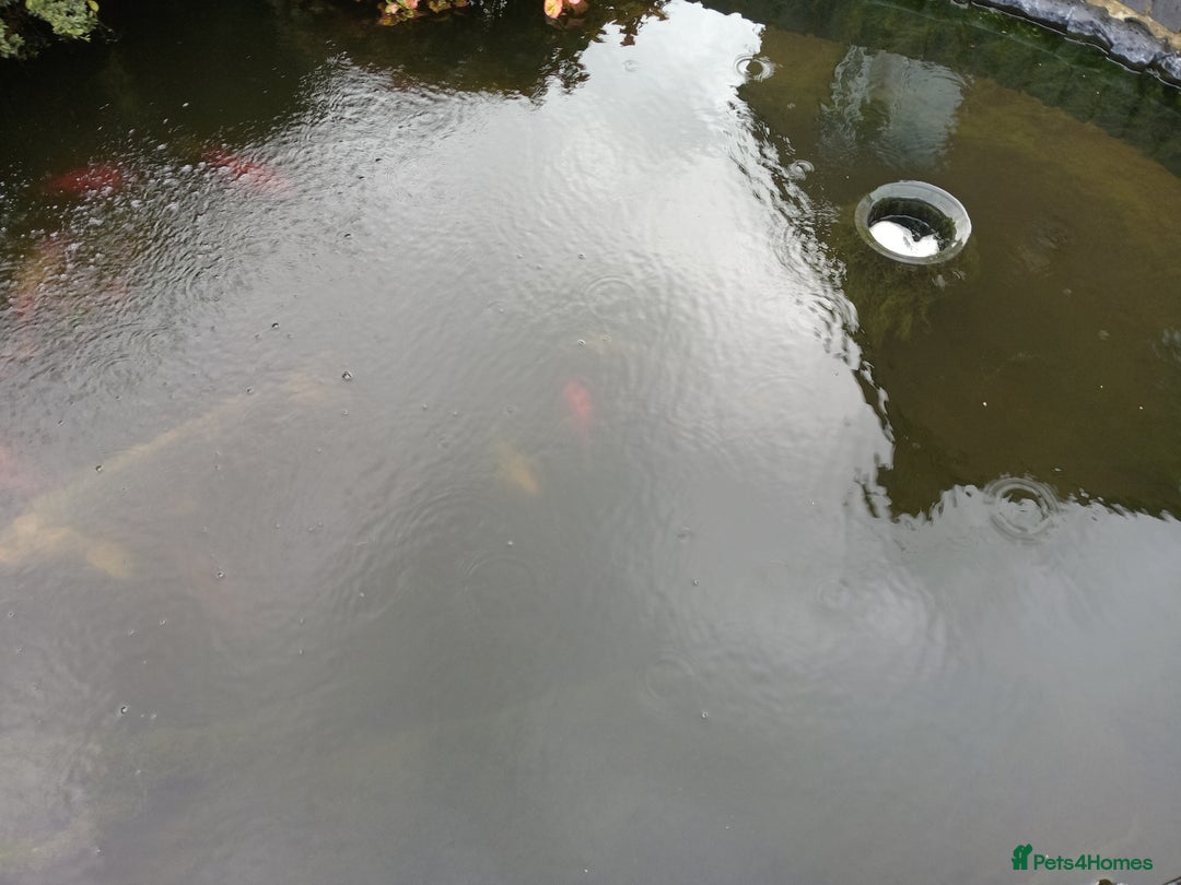 Koi Carp fish for sale: Koi carp and couple of goldfish job lot. - Image 5