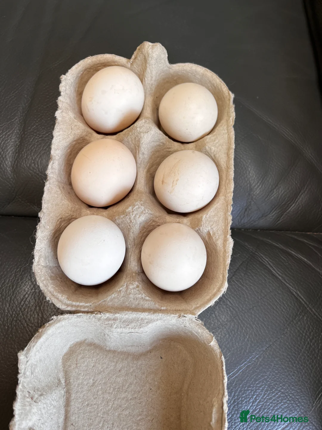 Chickens poultry for sale: 💕Quality Sablepoot hatching eggs 💕 - Advert 2