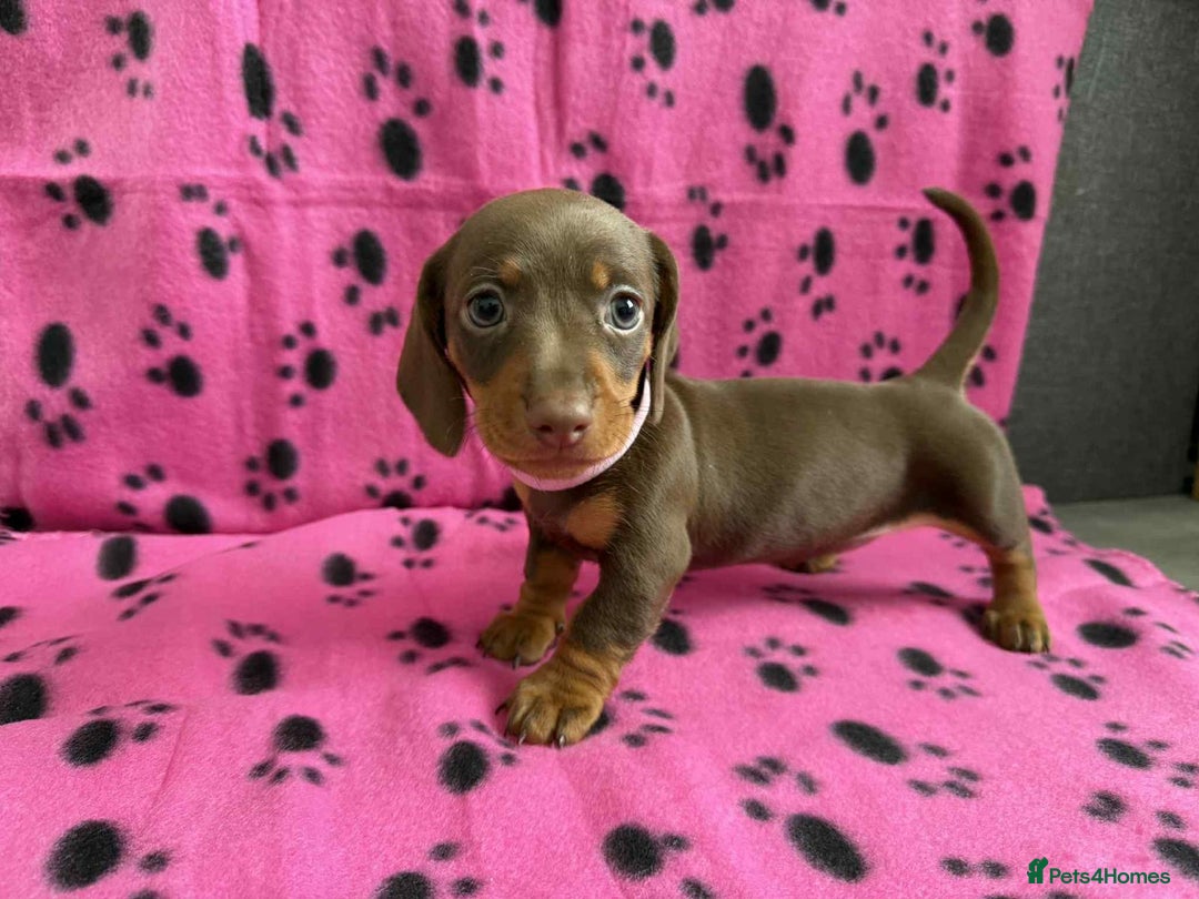 Miniature Dachshund dogs for sale: Gorgeous miniature dachshund puppies - Image 11