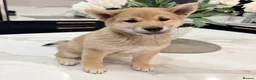 Japanese Shiba Inu dogs for sale: Exceptional Shiba Inu Puppies for Sale in London - Advert 7